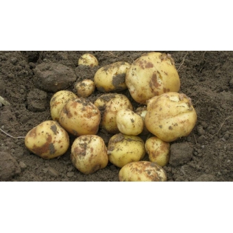 Aardappels, NIEUWE OOGST OPPERDOEZER RONDE. Prijs per 3 KILO